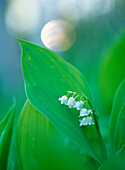 The lily of the valley (Convallaria majalis). Bjurselet. Vasterbotten. Sweden