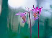 Venus Slipper (Calypso bulbosa)