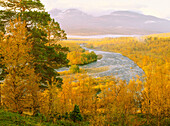 Abiskojakk river through the autumn coloured birchforest. Abisko. Lapland. Sweden
