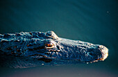 An american alligator (Alligator Mississippiensis) head in evening light. Everglades. Florida. U.S.A