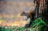 A gray squirrel (Sciurus carolinensis) beside a treetrunk. Myakka fores. Florida. U.S.A