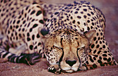  Acinonyx jubatus, Africa, Animal, Animals, Cat, Cats, Cheetah, Cheetahs, Close up, Close-up, Closeup, Color, Colour, Daytime, Exterior, Feline, Felines, Horizontal, Lying down, Mammal, Mammals, Namibia, Nature, One, One animal, Outdoor, Outdoors, Outside