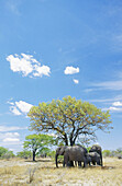 Elephants (Loxodonta africana) standing below shadow tree. Etosha National Park. Namibia