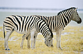Zebras (Equus burchelli). Etosha National Park. Namibia