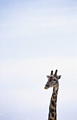 Giraffe (Giraffa camelopardalis). Etosha National Park. Namibia