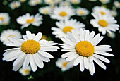 Flowering Ox-Eye Daisies (Leucanthemum vulgare). Lund, Västerbotten, Sweden