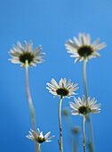 Flowering Ox-Eye Daisies (Leucanthemum vulgare) against the blue sky. Lund, Västerbotten, Sweden