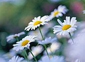 Flowering Ox-Eye Daisies (Leucanthemum vulgare). Byske, Västerbotten, Sweden