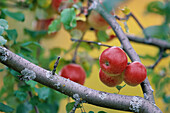 Apples growing on tree. Myckle, Västerbotten, Sweden