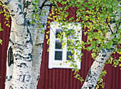 Downy Birch (Betula pubescens) trunks and window. Kukkola, Norrbotten, Sweden