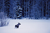 Elk (Alces alces) standing in snowy landscape. Bjurfors, Västerbotten, Sweden