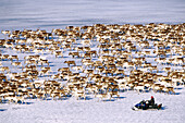 Reindeer (Rangifer tarandus) herd on an icy river. Batfors, Västerbotten, Sweden