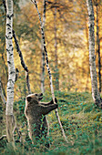 Brown Bear (Ursus arctos) in captivity, standing against mountain birch. Norway