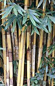 Bamboo (fam. Poaceae) in close-up. Sabah. Borneo, Malaysia