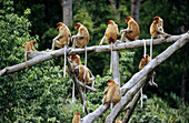 Proboscis Monkeys (Nasalis larvatus). Borneo, Malaysia