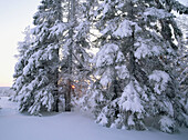 Snowcovered trees at sunset. Blabarsliden. Västerbotten, Sweden