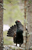 The Capercaillie (Tetrao urogallus) is displaying in a pineforest. Ostanback, Vasterbotten. Sweden.