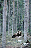Brown bear (Ursus arctos). Walking in the pineforest. Kuhmo. Finland.