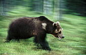 Brown bear (Ursus arctos). Running in the pineforest. Suomussalmi. Finland.