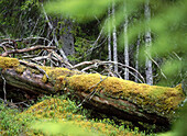 A fallen treetrunk in a primeval spruce forest. Morresjoliden. Vasterbotten. Sweden.