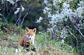A fox cub (Vulpes vulpes) looks at me. Marsliden, Vasterbotten. Sweden.
