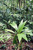 Interior from the rainforest. La Selva. Costa Rica.