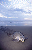 Olive Ridley seaturtle (Lepidochelys olivacea) on the beach. Playa Ostional. Costa Rica.