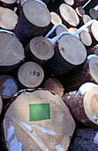 Marked spruce timber. Medle. Västerbotten, Sweden