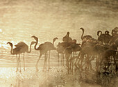 Flamingos (Phoenicopterus sp.), feeding behind the hot springs in Lake Bogoria. Kenya