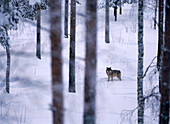 Wolf (Canis lupus) standing among Pine trunks. Finland