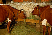 Kühe im Stall bei der Fütterung mit Heu, Ranggenalm, Wilder Kaiser, Kaisergebirge, Tirol, Österreich