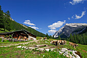 alpine hut Lafatschalm with cows, Hinterautal, Karwendel, Tyrol, Austria