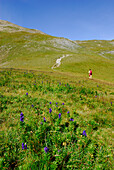 Hiker crossing flower meadow, Fuorn Pass, Swiss National Park, Engadin, Grisons, Switzerland