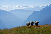 Three cows above valley of Puschlav, Bernina range, Grisons, Switzerland