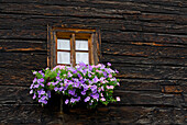 Blumenkasten an einem Bauernhaus, Livigno, Lombardia, Italien
