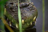 Tip of the mouth of a Nile crocodile with sharp teeth, Crocodile Island, Nile, Luxor, Egypt, Africa