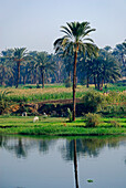 Nilkreuzfahrt, Bauern am Ufer mit Palmen, Nil Abschnitt Luxor-Dendera, Ägypten, Afrika
