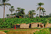 Nilkreuzfahrt, Bauern am Ufer mit Palmen, Nil Abschnitt Luxor-Dendera, Ägypten, Afrika