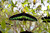 Schmetterlingspark, Cameron Highlands, Malaysia