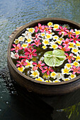 Blüten im Wasser, Blumen Dekoration, Shanti Ananda Resort und Spa, Mauritius
