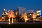 Office buildings behind illuminated trees, Duesseldorf, North Rhine-Westphalia, Germany, Düsseldorf, North Rhine-Westphalia, Germany