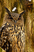 Eagle owl resting on branch, Bubo bubo, outdoor-enclosure, Bavarian Forest National Park, Lower Bavaria, Bavaria, Germany
