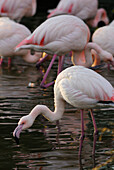 Pink flamingo fishing in lake, Phoenicopterus ruber, Caribbean Flamingo