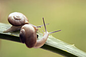 Common garden snails (Helix aspersa) climbing an Aloe (Aloe vera) leave