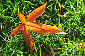 Red leaf on grass