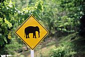 Elephant crossing road sign. Phuket. Thailand