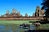 Animals close to a temple in Angkor. Siem Reap. Cambodia