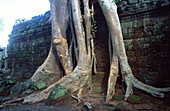 Ta Prohm Temple in Angkor Wat complex. Siem Reap. Angkor.