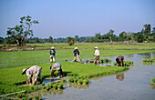 Rice fields. Vientiane, Laos