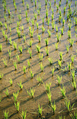 Rice fields. Laos